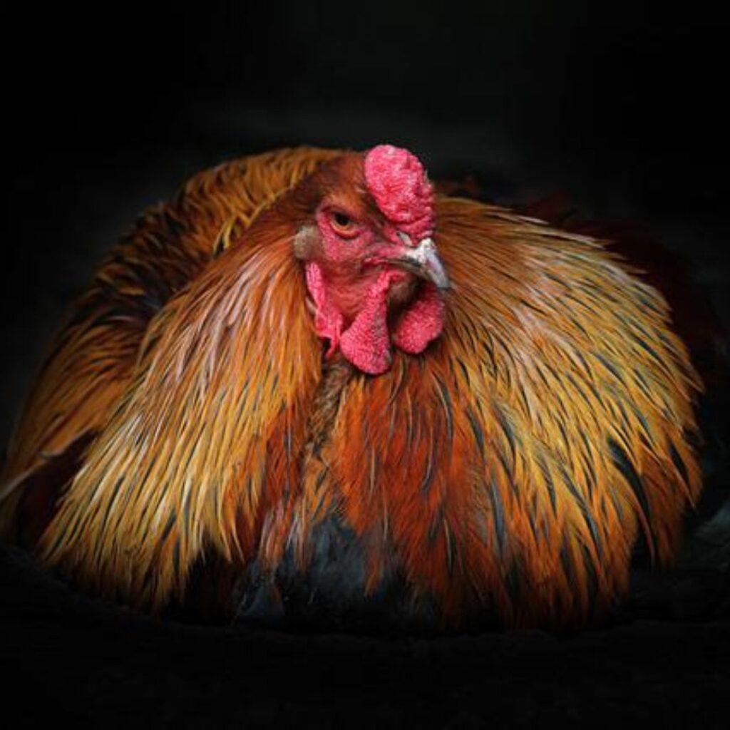 rooster, brahma, chicken