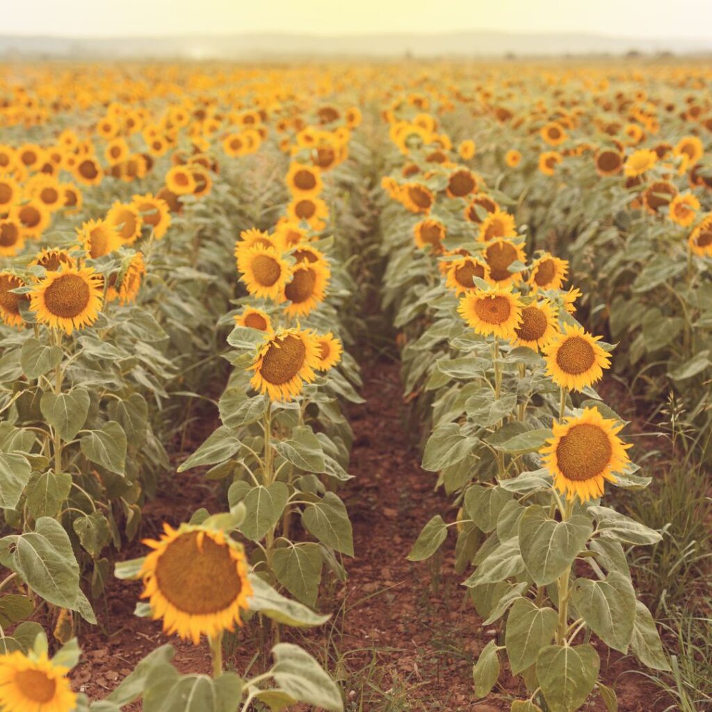 sunflower hobby farm