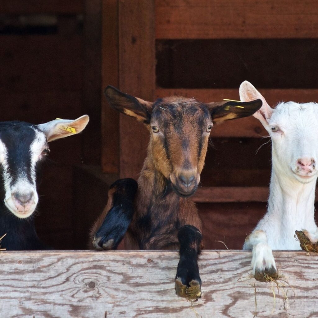 three goats looking over fence