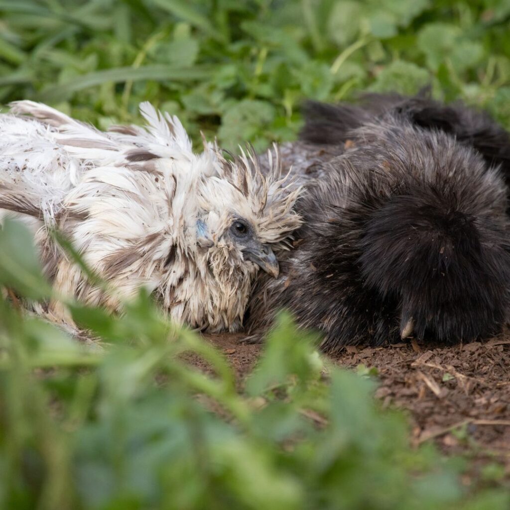 two silkie chickens taking a dust bath