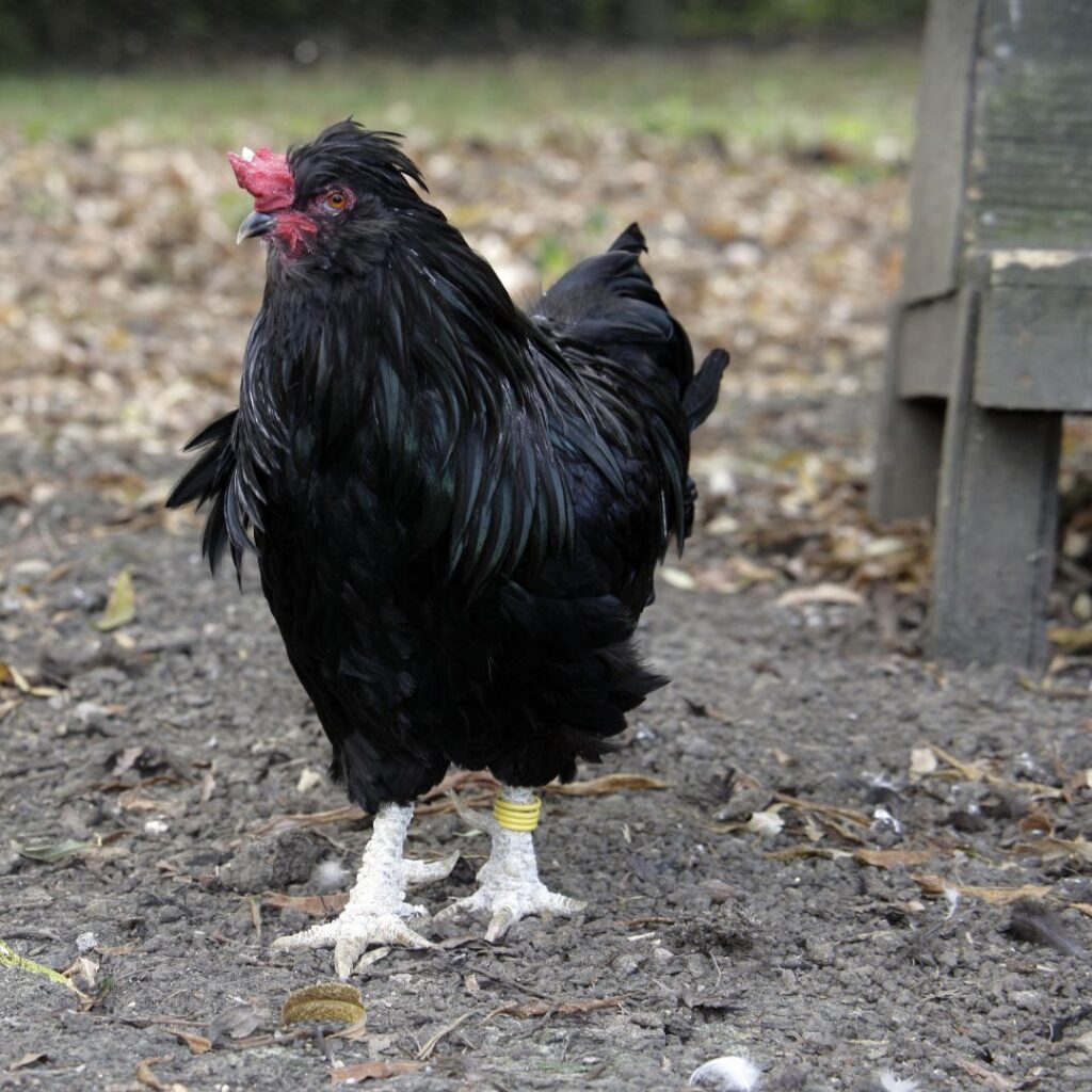 Black Araucana Chicken