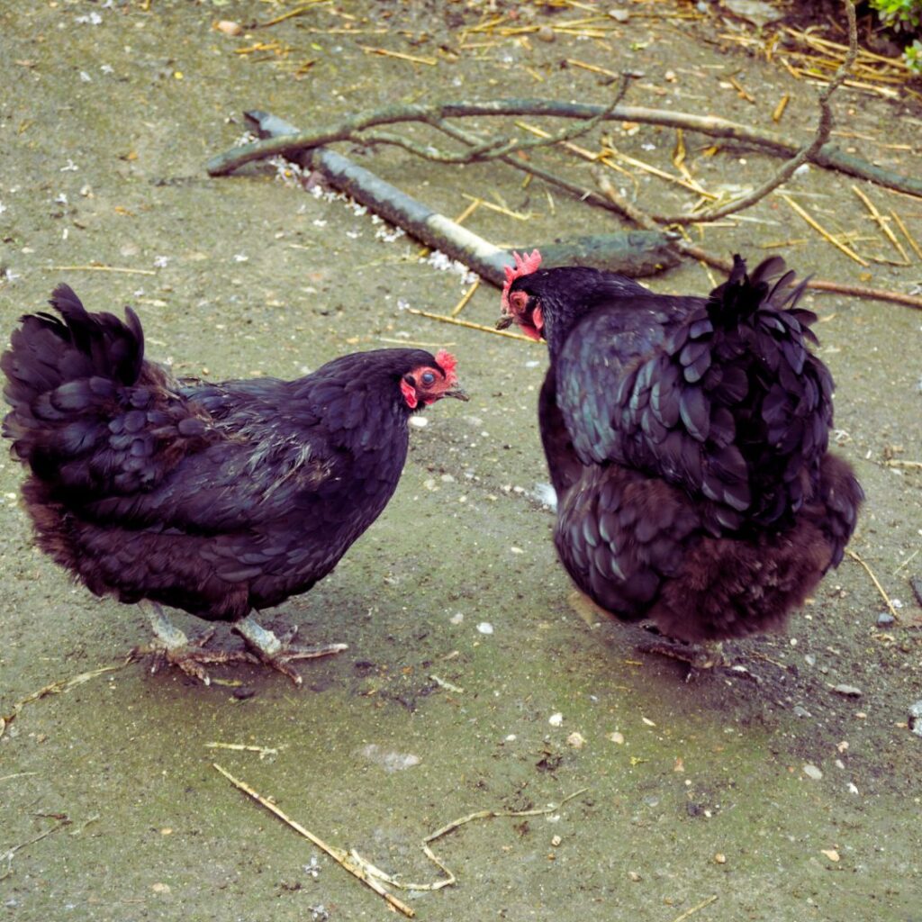 Black Buff Orpington Chickens