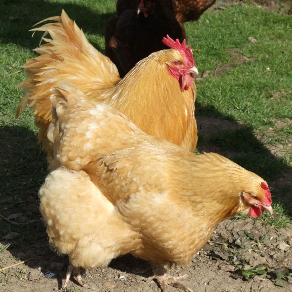 Buff Orpington Hen and Rooster