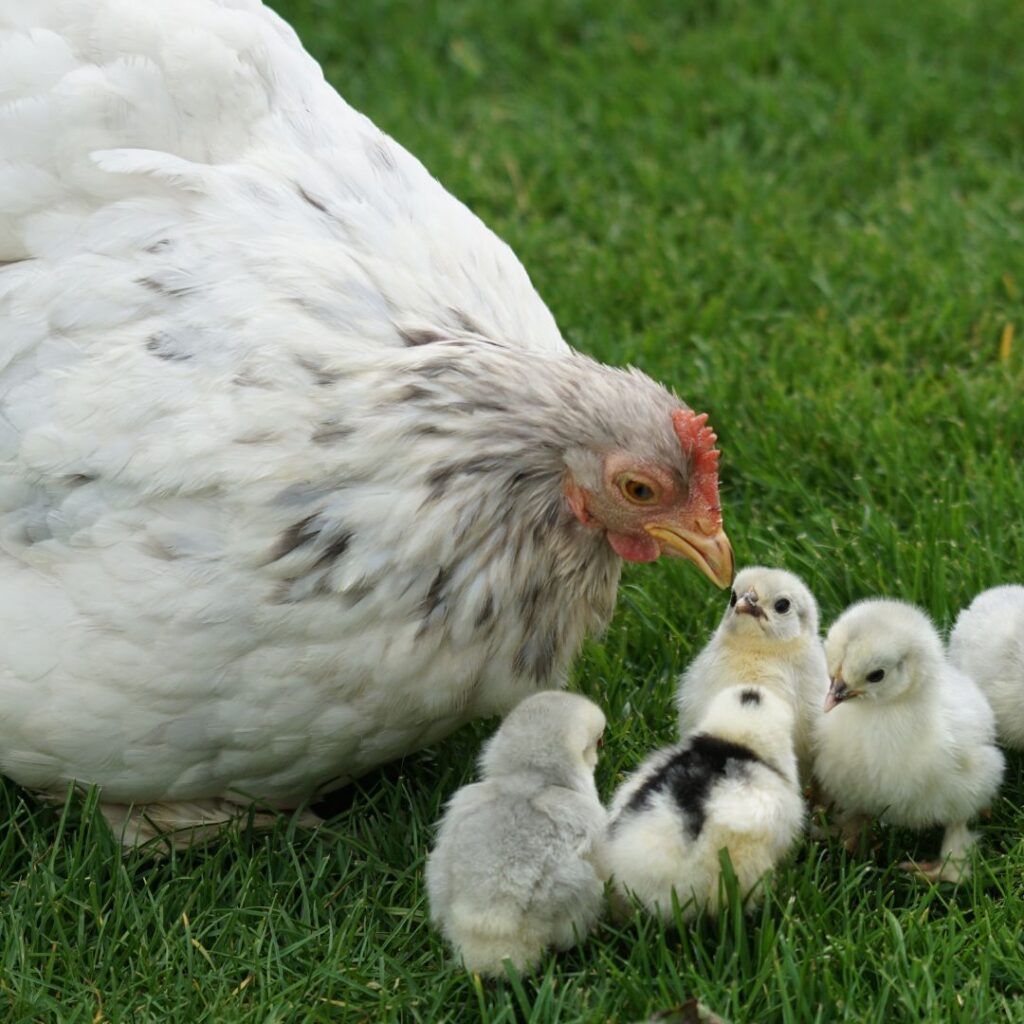 Cochin Hen with baby chicks