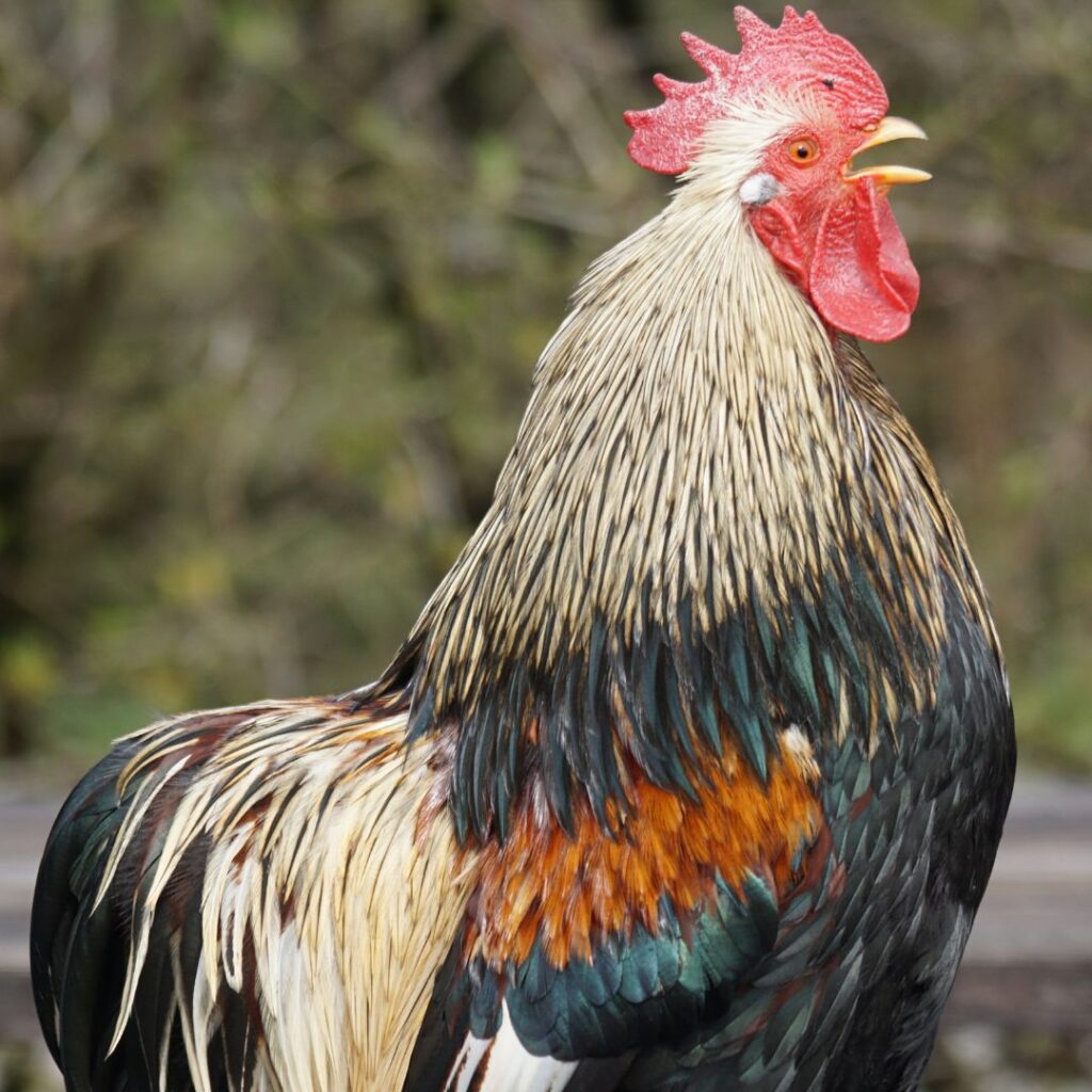 Cochin rooster type is prettiest rooster breeds, big rooster breeds
orange and black rooster
rooster with green tail feathers