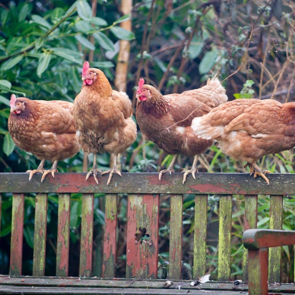 Fun Facts about Chickens; 4 hens on back of park bench