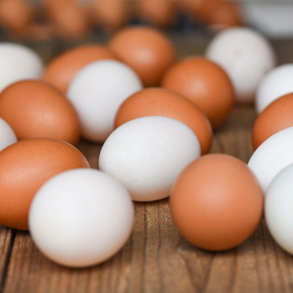 Fun Facts about Chickens;brown eggs vs white eggs