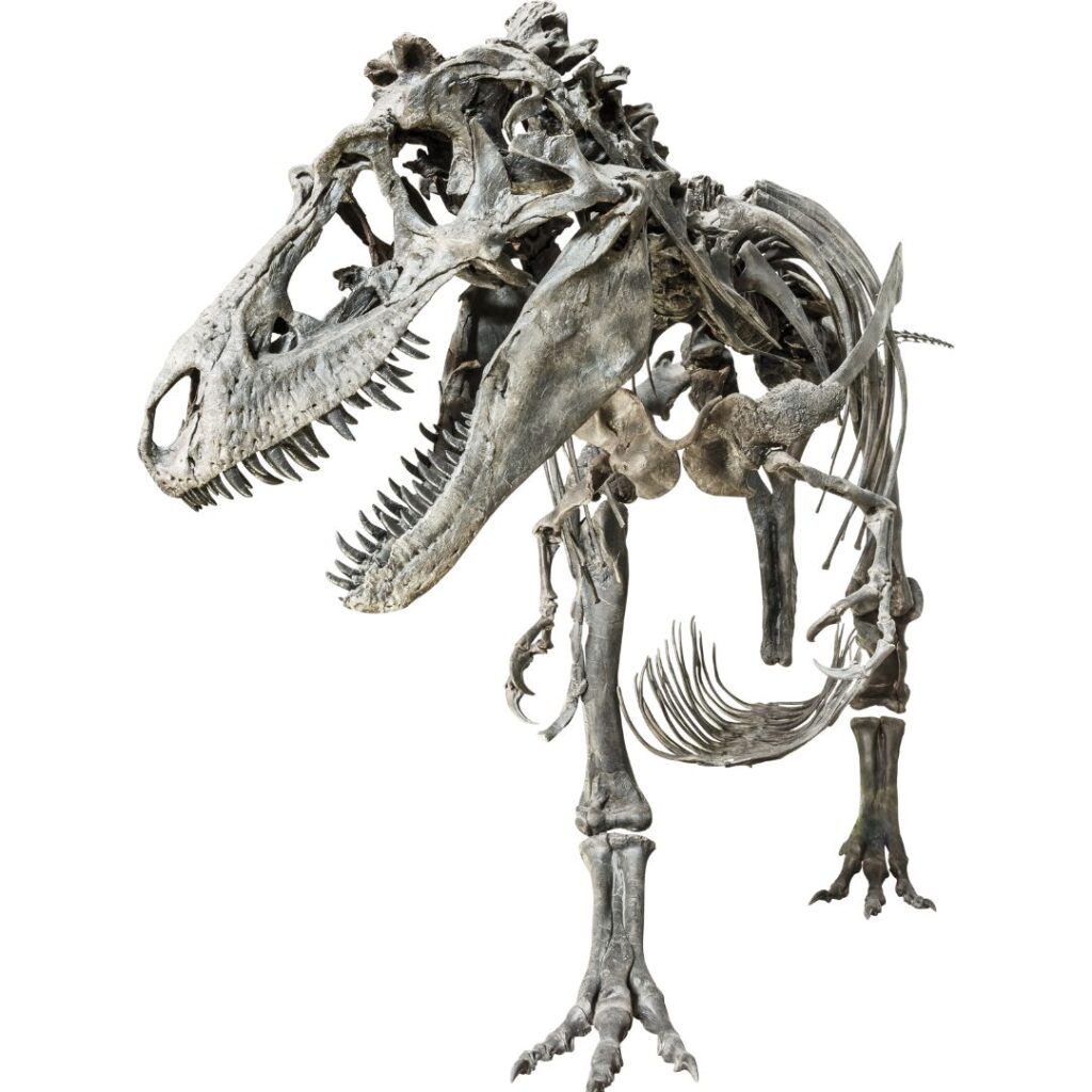 Fun Facts About Chickens #1Tyrannosaurus Rex Skeleton