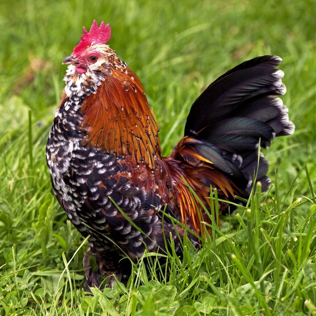 bearded d'uccle from belgium, mille fleur meaning thousand flowers, bantam breeds, 