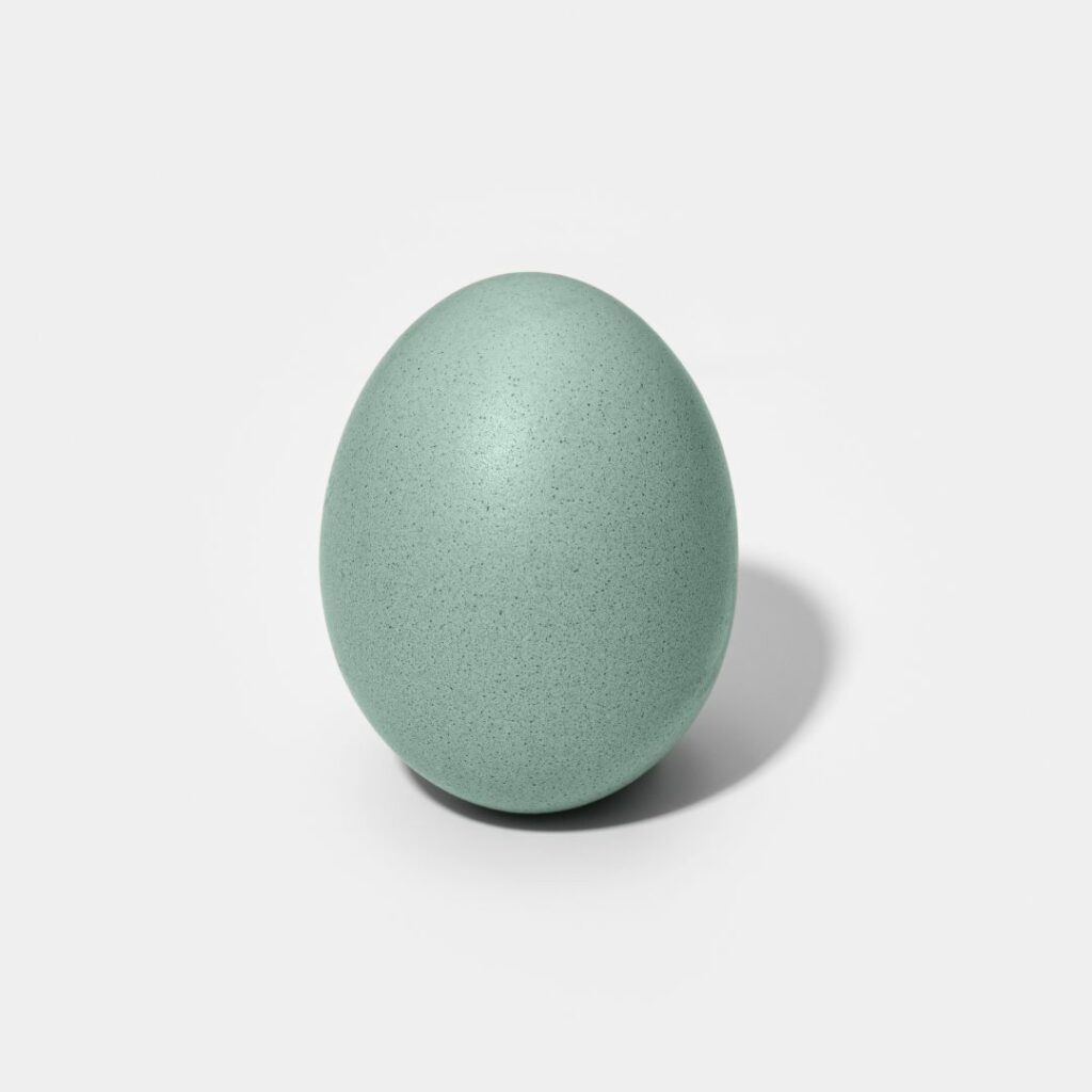 blue egg, why do chickens lay blue eggs