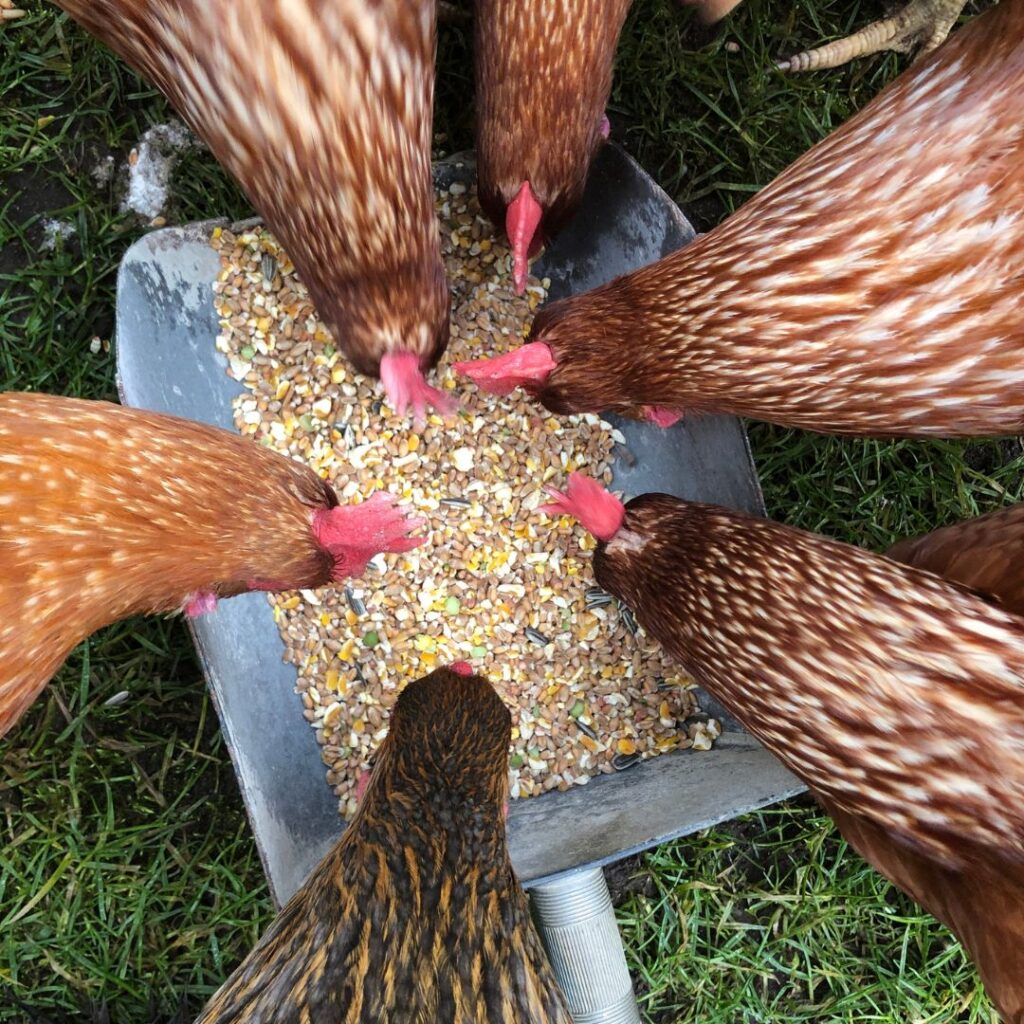 Chickens Stop Laying Eggs Common Reasons Gilmores 