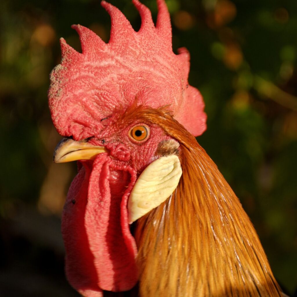 closeup of a young brown leghorn rooster aka cockerel, rose comb light brown, rose comb dark brown, rosecomb leghorn