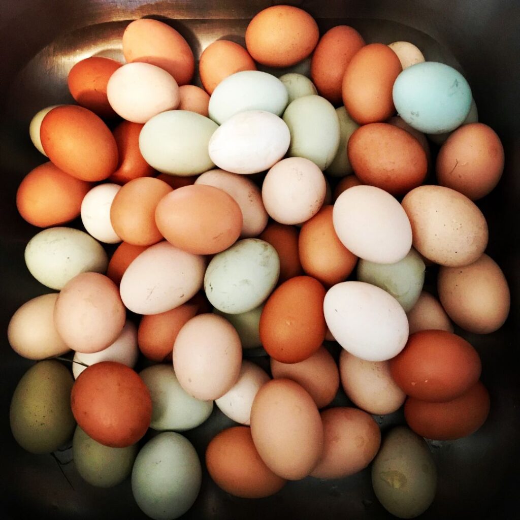 closeup of blue, brown, cream, white eggs