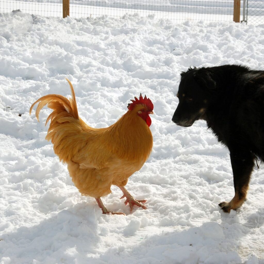 dog and chicken in snow