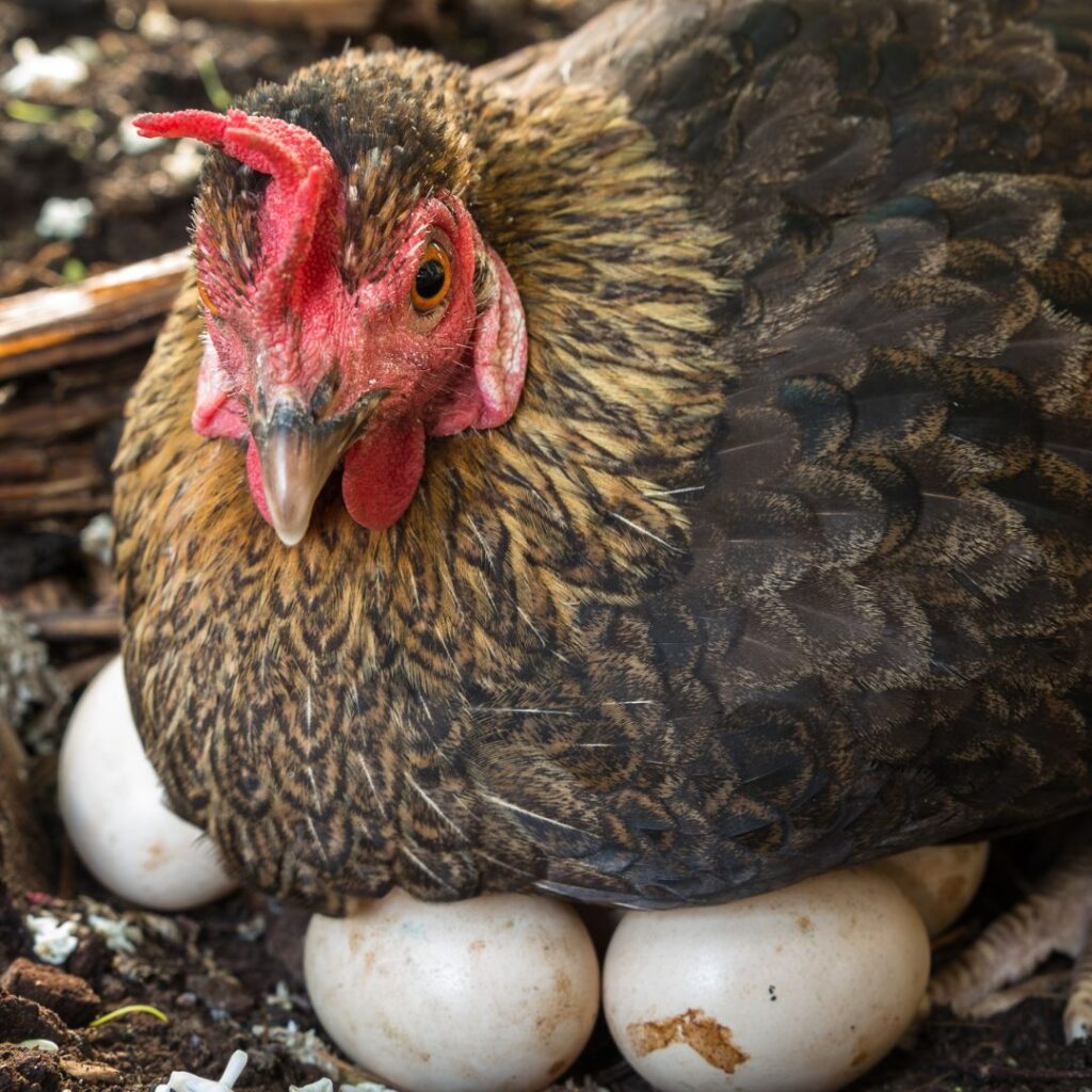hen laying on eggs in nest