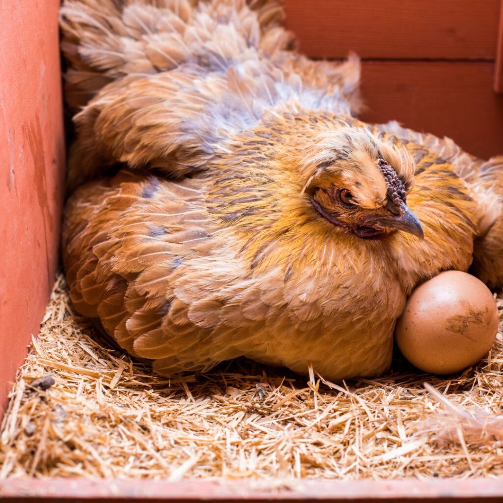 broody hen sitting on eggs in nesting box