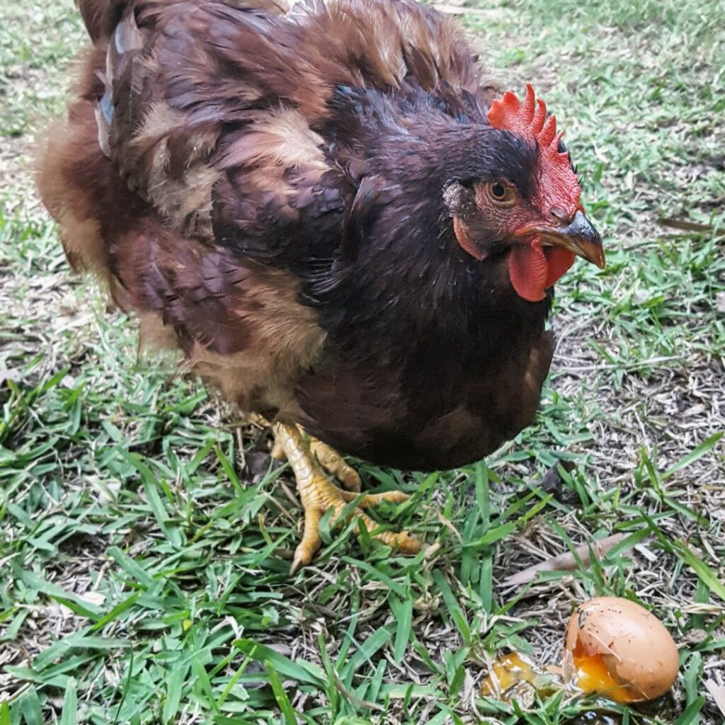 hen showing signs of molting