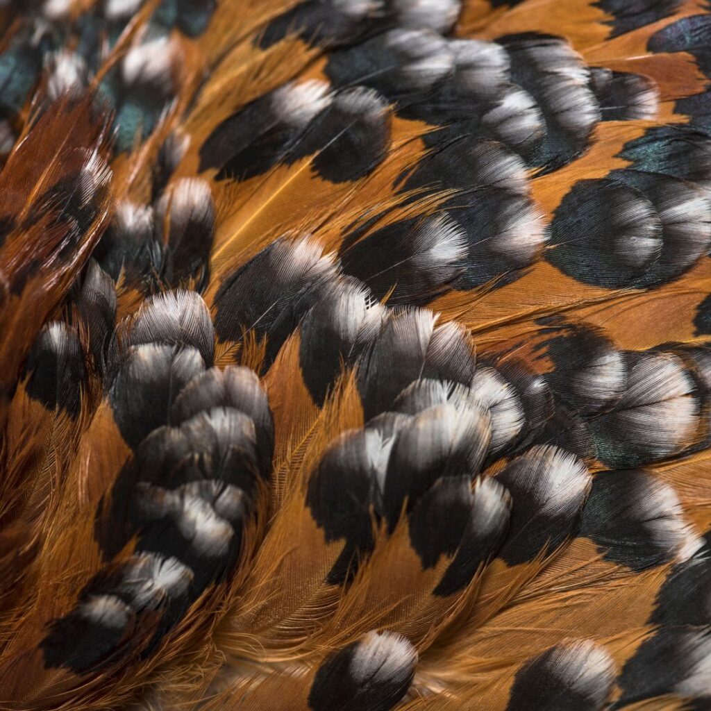 mille fleur d'Uccle closeup of feathers