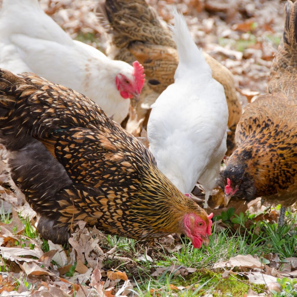 chickens eating weeds, mixed flock of chickens foraging in yard with leaves, also eating ticks and other bugs