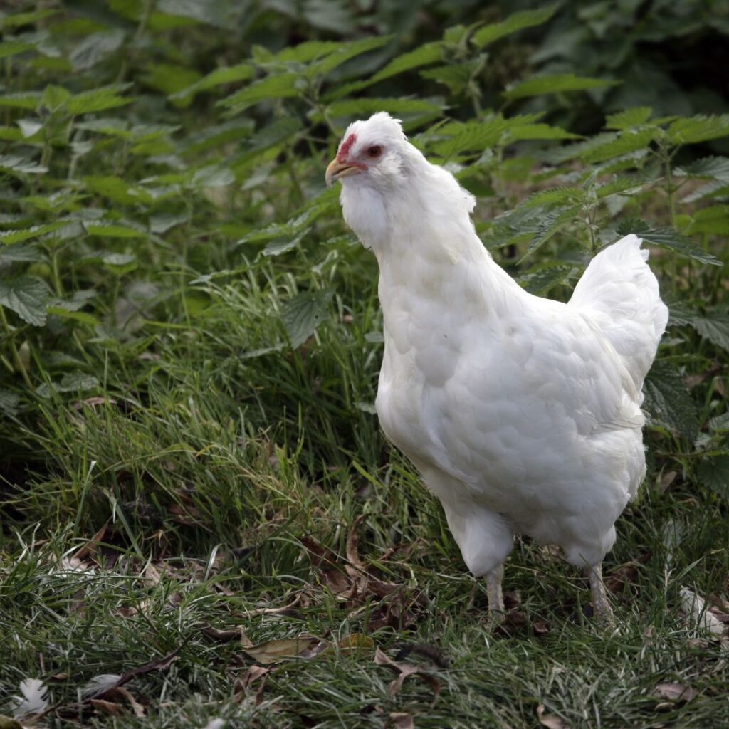 white Araucana Chicken