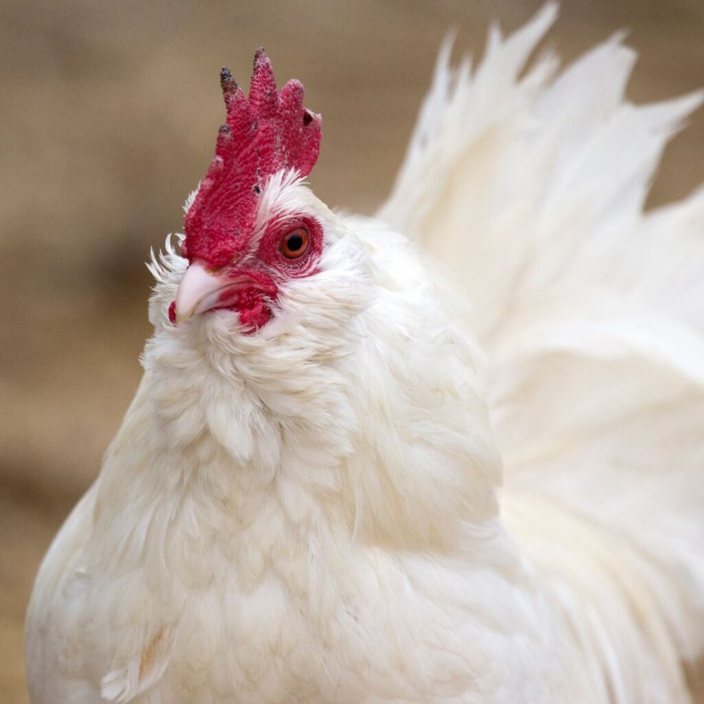 white d'Uccle Bantam rooster