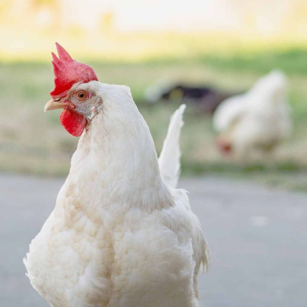 white leghorn chicken closeup