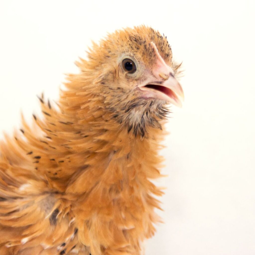 young frizzle Cochin chicken