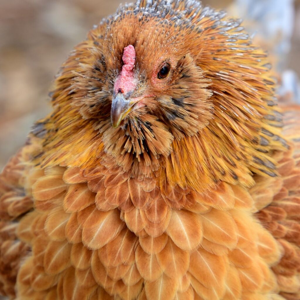 Ameraucana hen closeup, americna chicken