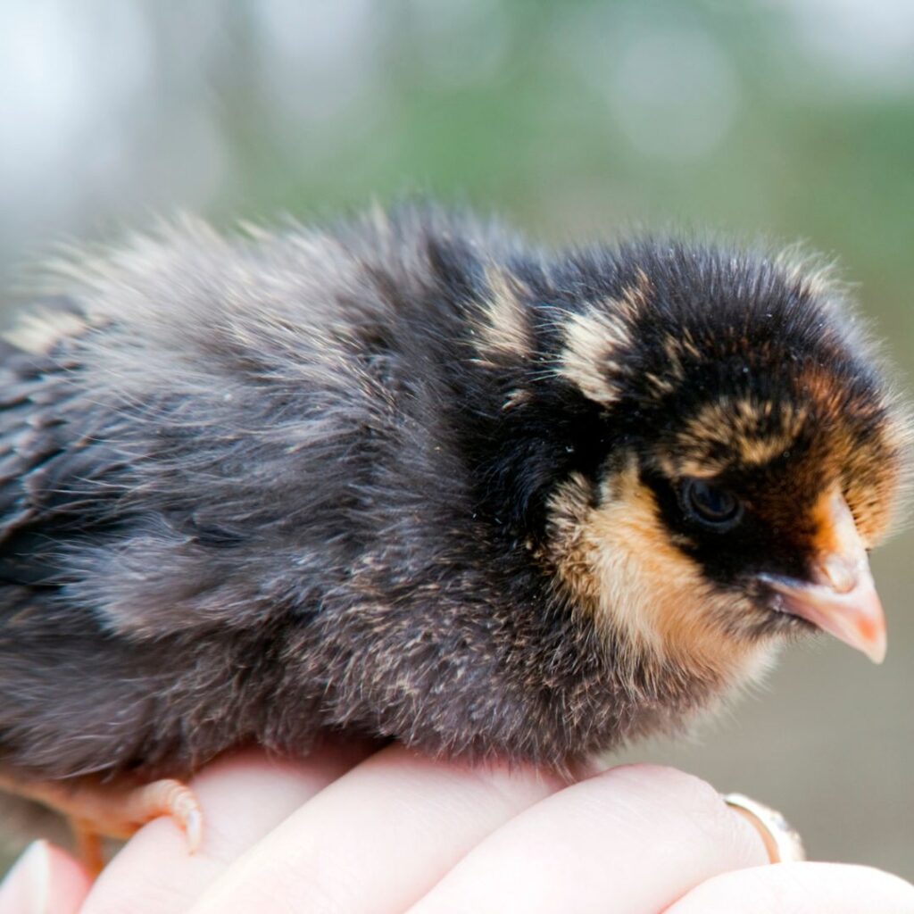 Gold Laced Wyandotte baby chick
