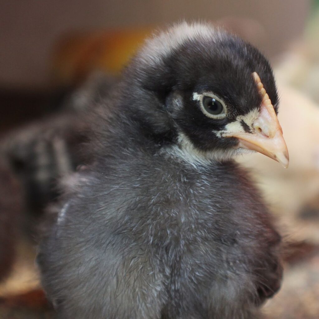 Plymouth Barred Rock Baby Chick, autosex and sex link breeds take the guess work out of "how do you sex baby chicks?"
