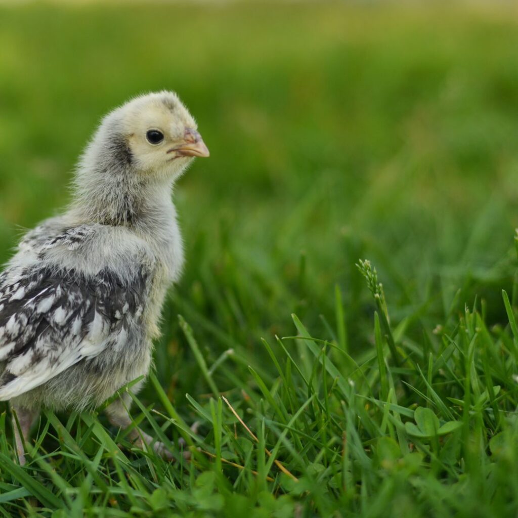 Silver Laced Wyandotte baby chick