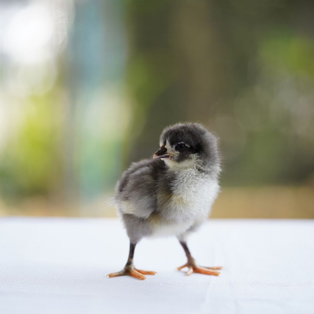 australorp baby chick
