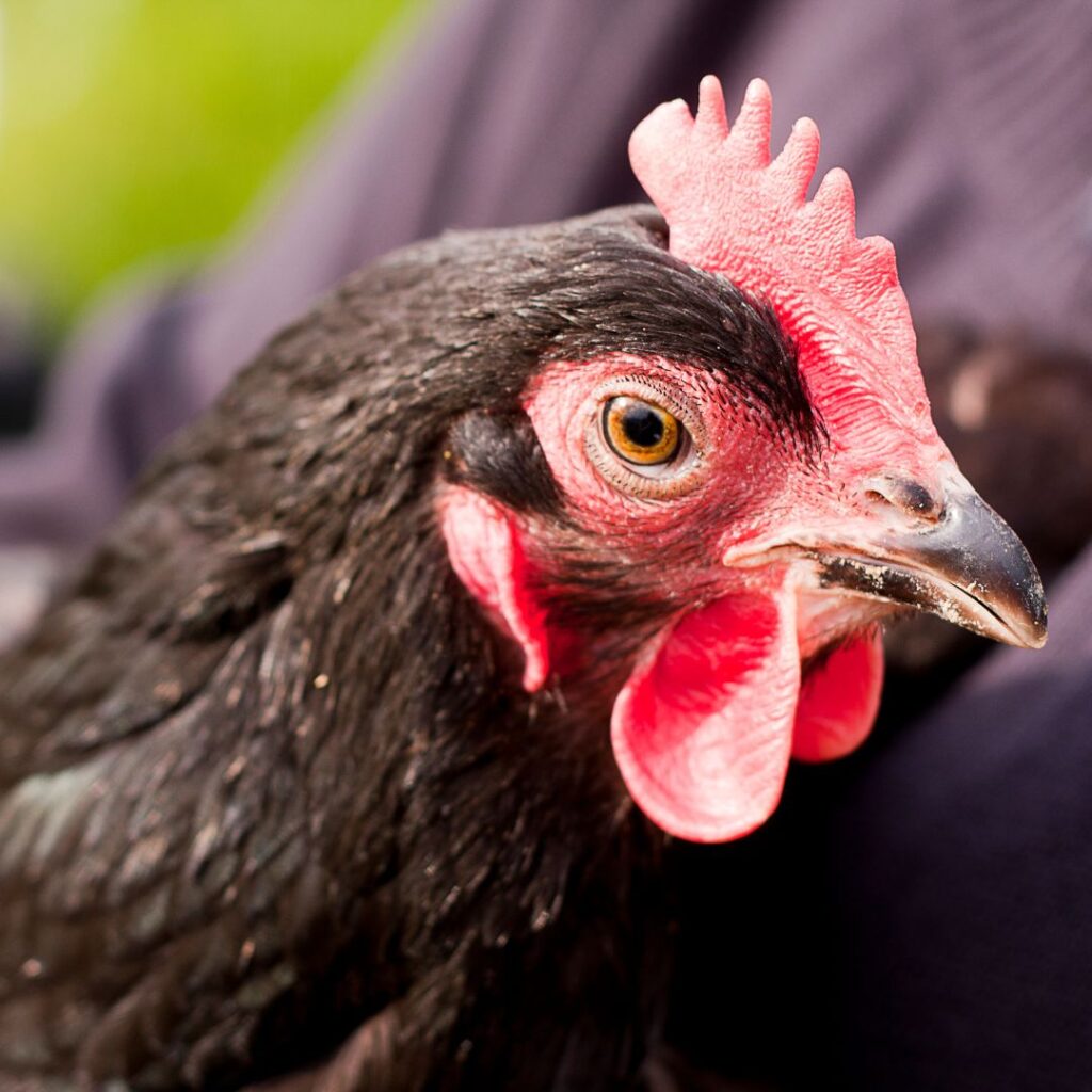 australorp hen being held by person