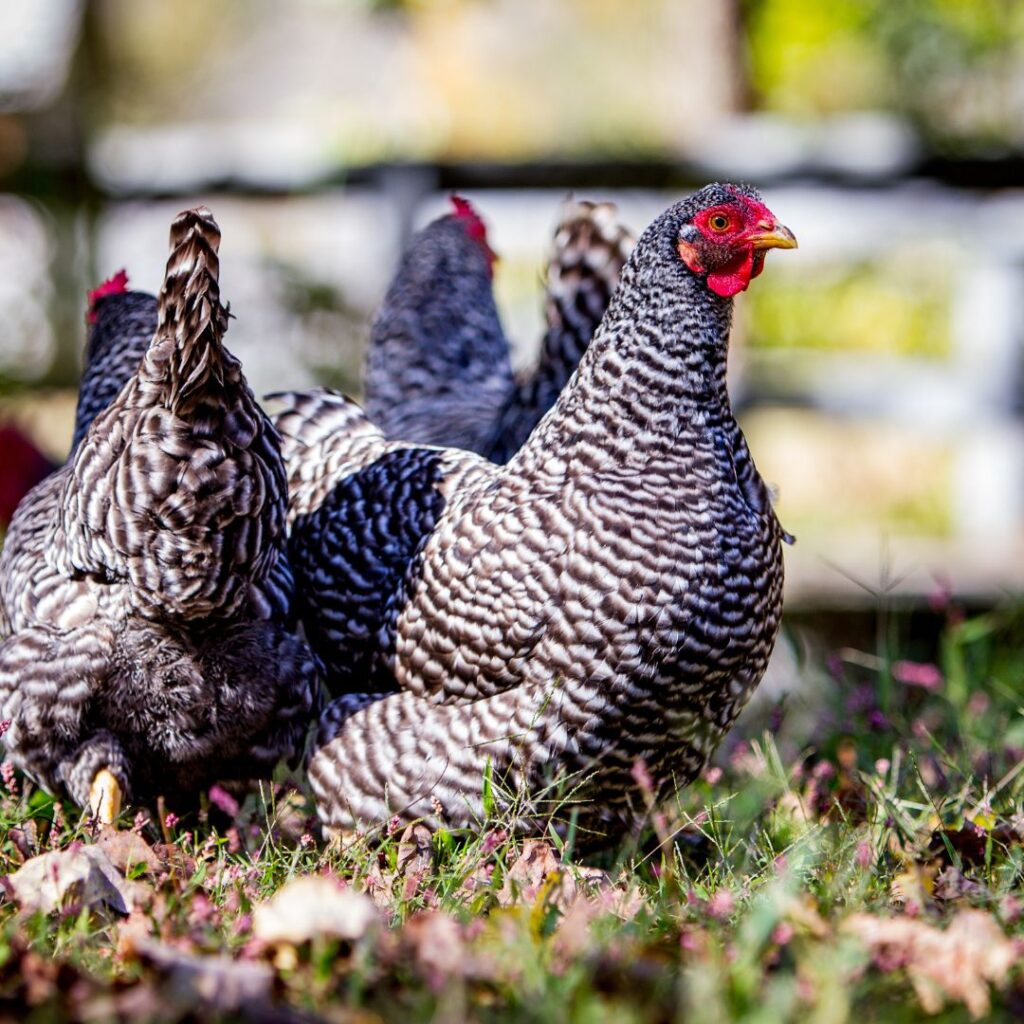 barred rock chickens foraging