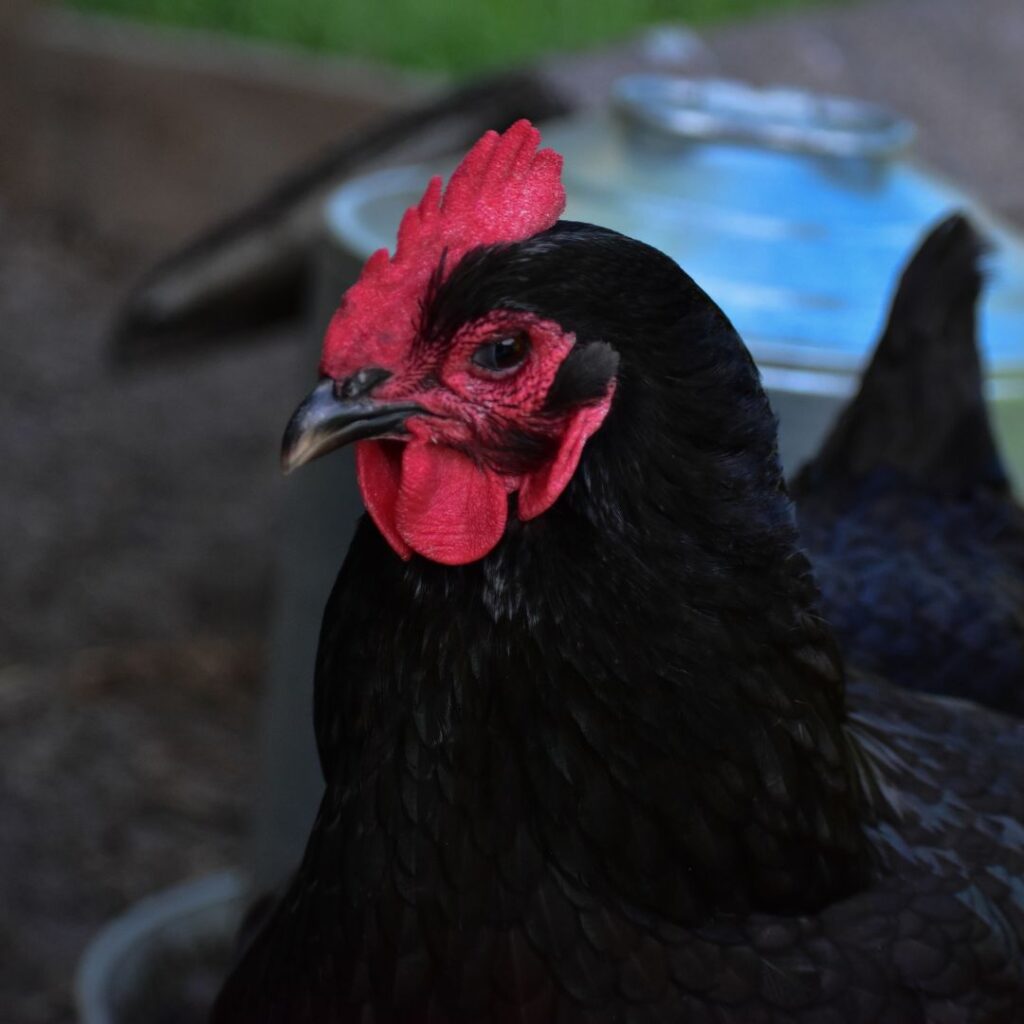 black australorp chicken, friendliest chicken breeds for pets