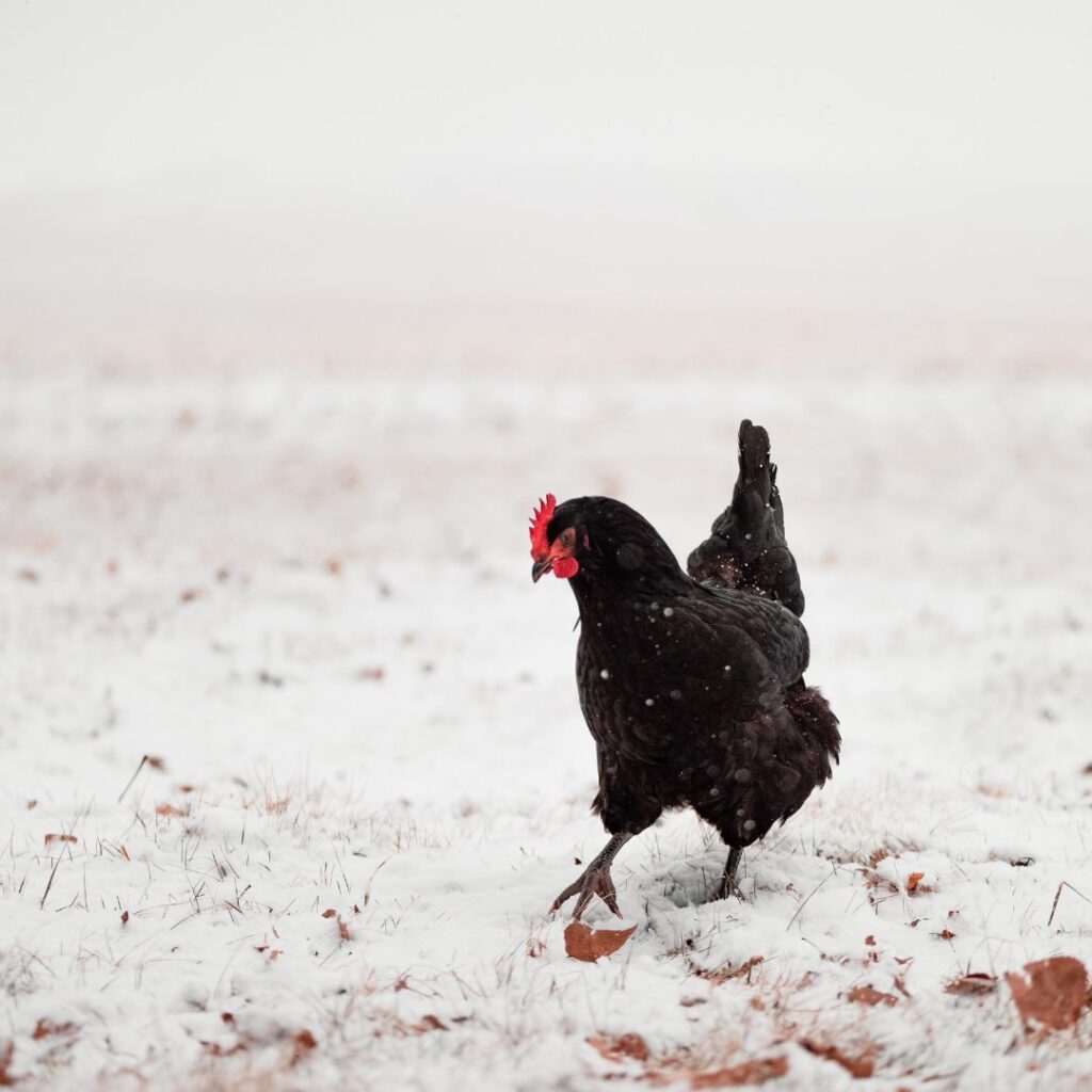 black australorp chicken foraging in the snow
