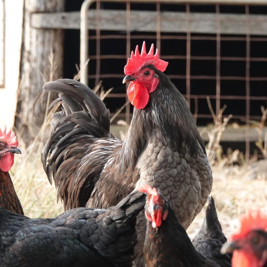 11+ Quiet Chicken Breeds That Make Great Neighbors In Urban Areas