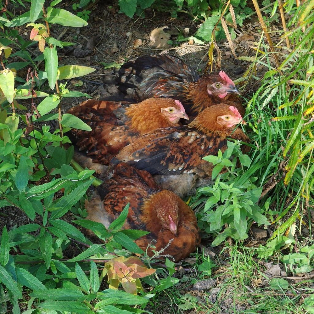 black copper marans chickens free range, french black copper maran pullets and cockerel