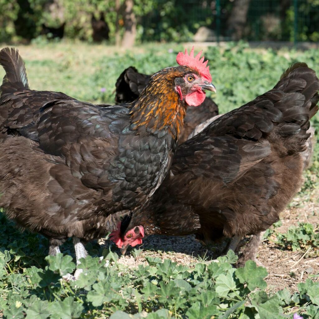 black copper marans hen foraging, black copper moran chicken, black copper maranas chicken