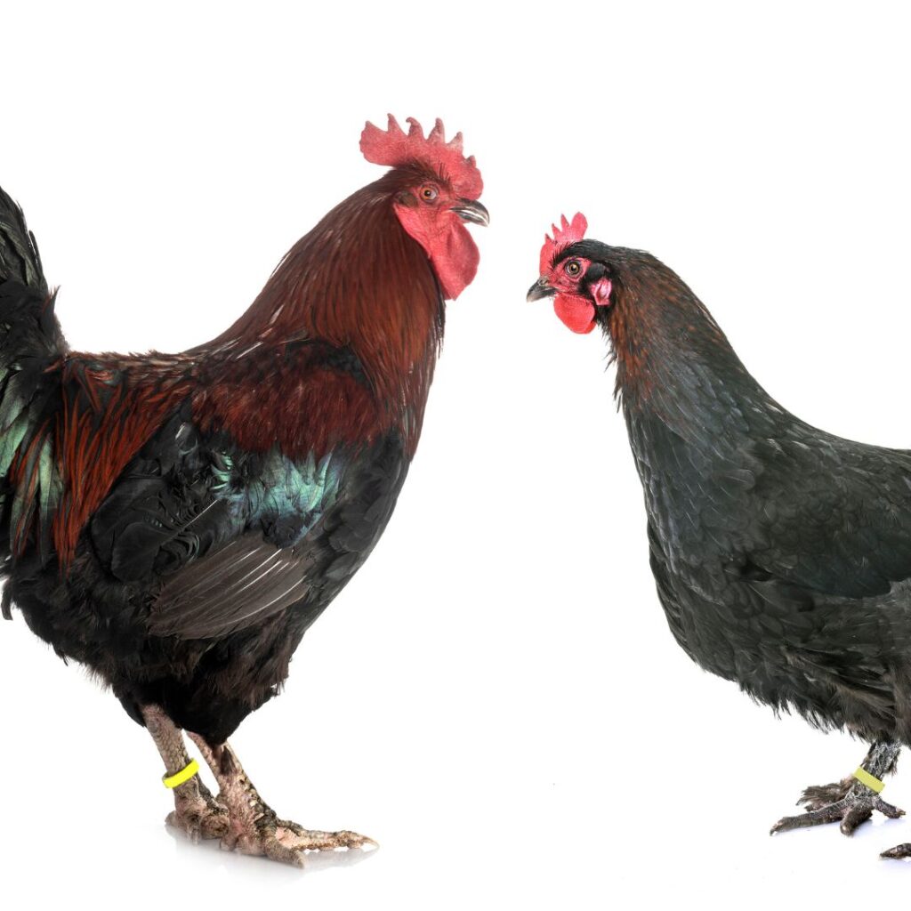 black copper marans male and female (hen and rooster