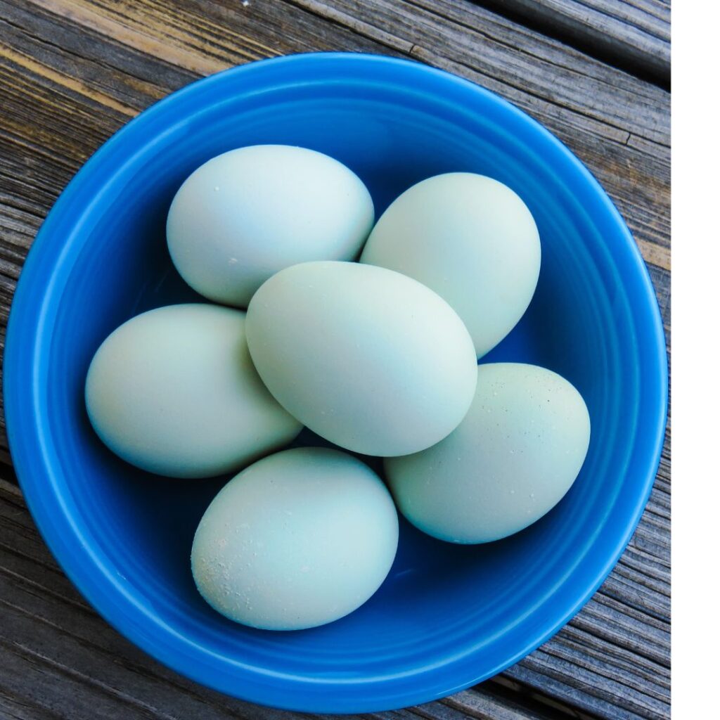 blue eggsin a blue bowl, arctic blue chicken eggs