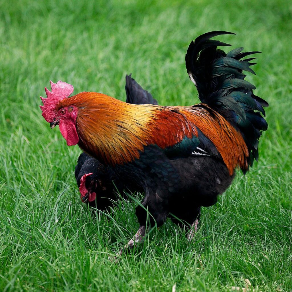 brown red marans rooster with hen