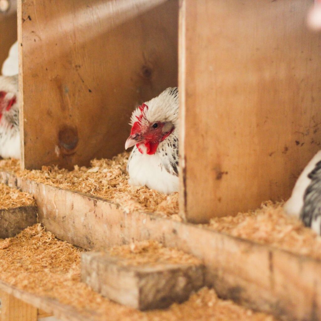 chickens in nesting boxes