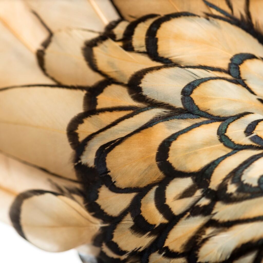 closeup of sebright bantam feathers