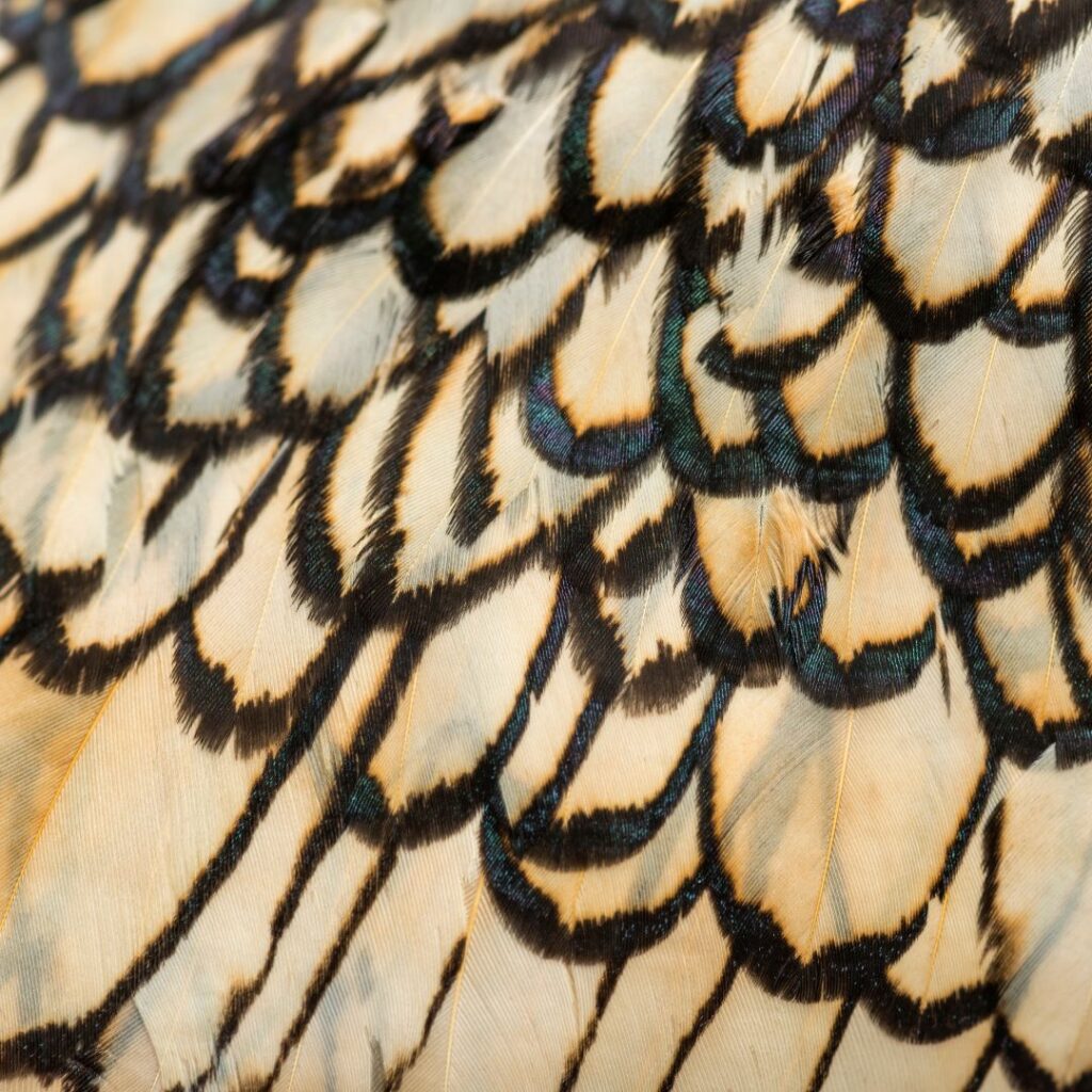 closeup of sebright bantam feathers 2