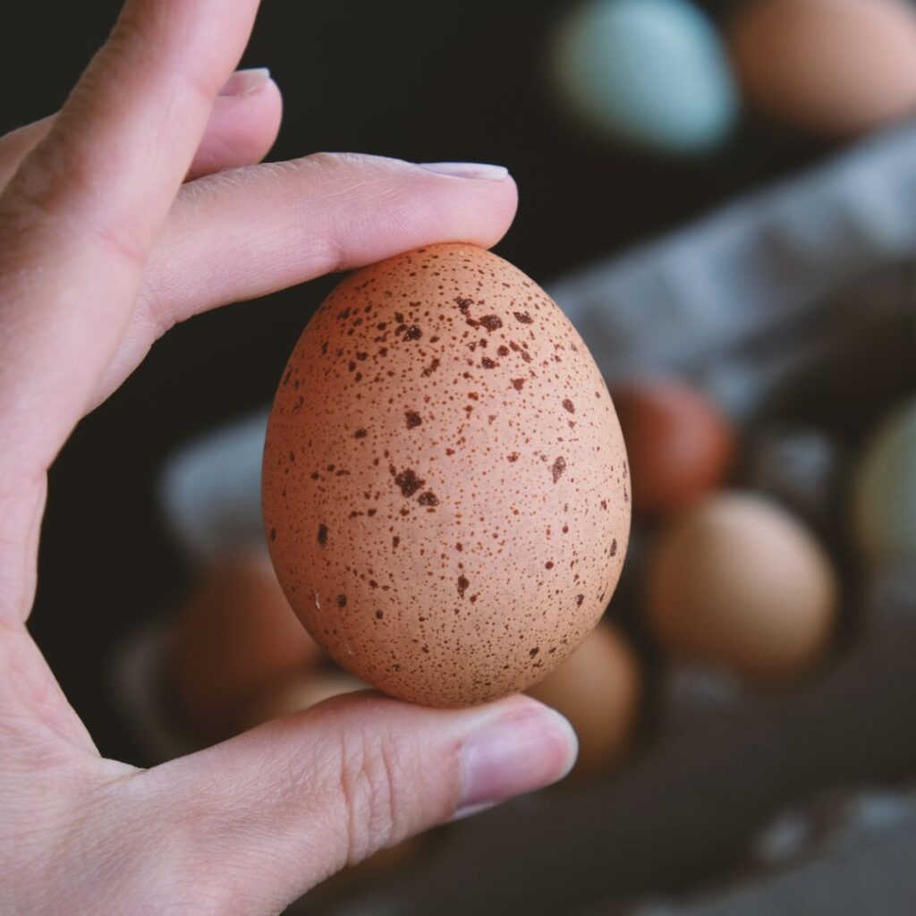 hand holding dark brown speckled egg