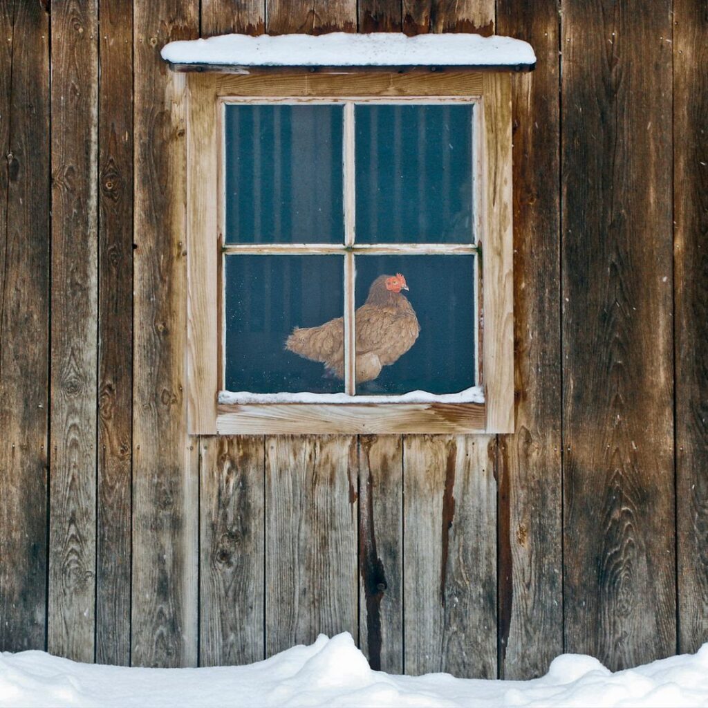 hen perched at window looking outside at snow
