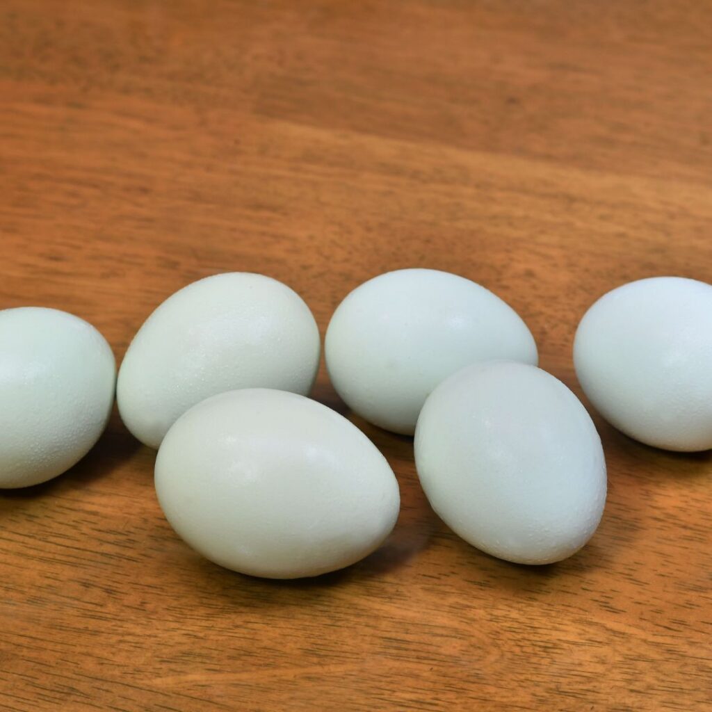 light blue eggs