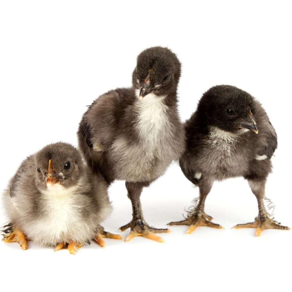 marans baby chicks