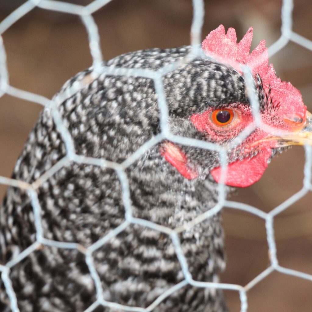 plymouth rock chicken behind fencing